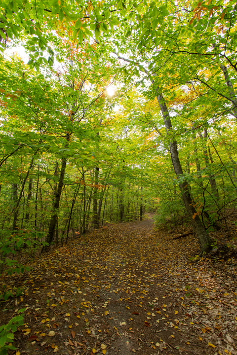 a leaf-covered dirt path through a bright green forest